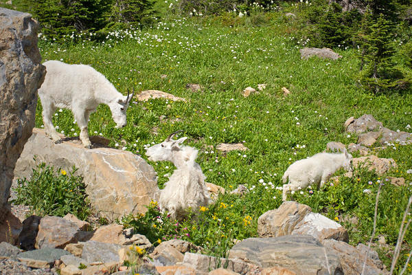 Mountain Goat Picture @ Kiwifoto.com
