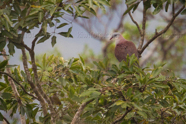 Mountain Imperial-pigeon Image @ Kiwifoto.com