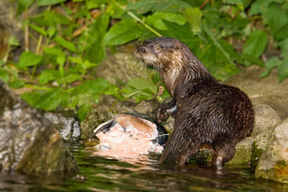 North American River Otter Image @ Kiwifoto.com