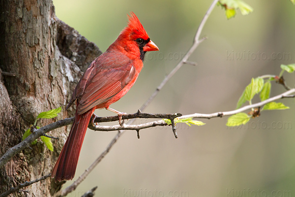 Northern Cardinal Image @ Kiwifoto.com
