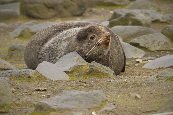 Northern Fur Seal Picture @ Kiwifoto.com