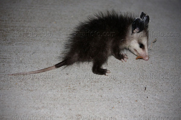 Opossum Photo @ Kiwifoto.com