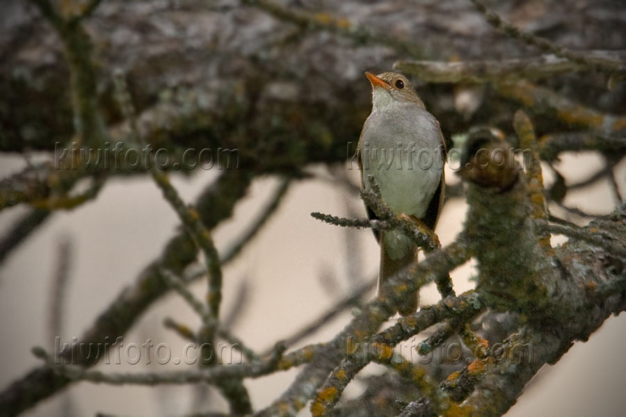 Orange-billed Nightingale-Thrush Picture @ Kiwifoto.com