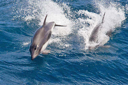 Peale's Dolphin Image @ Kiwifoto.com