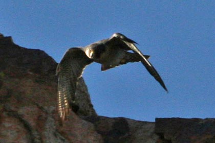 Peregrine Falcon Image