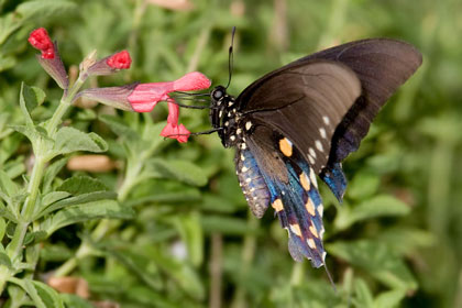 Pipevine Swallowtail Image @ Kiwifoto.com