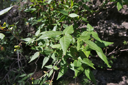 Poison Ivy Image @ Kiwifoto.com