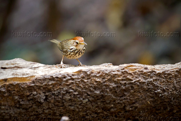 Puff-throated Babbler Picture @ Kiwifoto.com