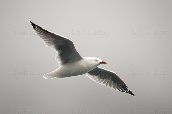 Red-billed Gull Picture @ Kiwifoto.com