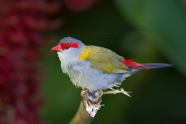 Red-browed Finch Image @ Kiwifoto.com
