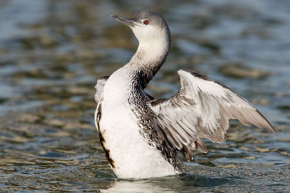 Red-throated Loon Picture @ Kiwifoto.com
