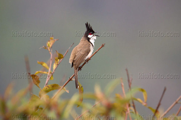 Red-whiskered Bulbul Picture @ Kiwifoto.com