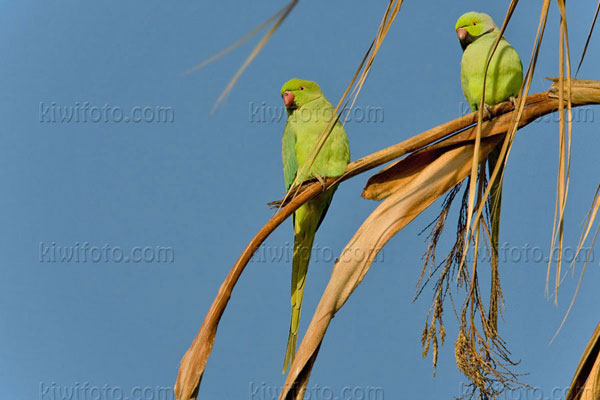 Rose-ringed Parakeet Photo @ Kiwifoto.com