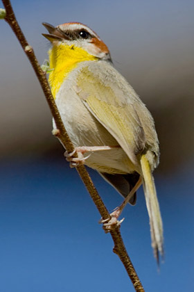 Rufous-capped Warbler Photo @ Kiwifoto.com