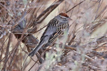 Rufous-crowned Sparrow Image