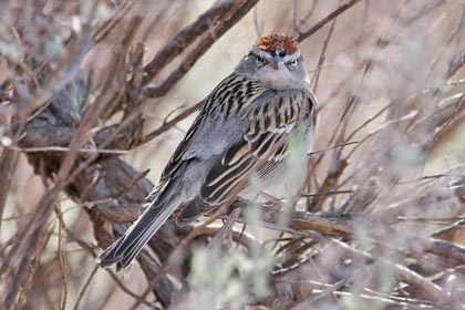 Rufous-crowned Sparrow Photo