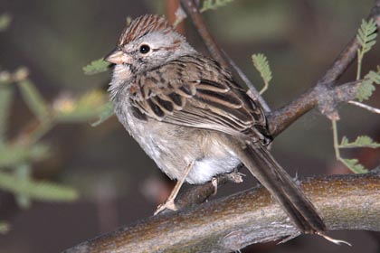Rufous-winged Sparrow Image @ Kiwifoto.com