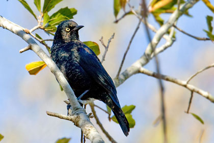 Rusty Blackbird Picture @ Kiwifoto.com
