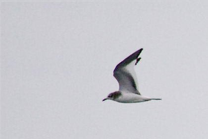Sabine's Gull Picture @ Kiwifoto.com