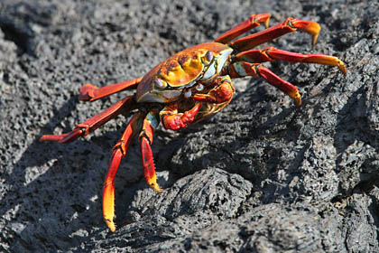 Sally Lightfoot Crab Photo @ Kiwifoto.com