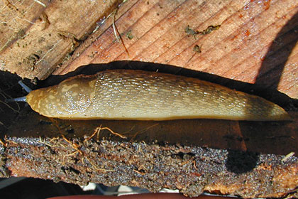 Slug Picture @ Kiwifoto.com