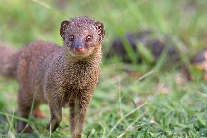 Small Indian Mongoose Photo @ Kiwifoto.com