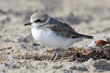 Snowy Plover Image