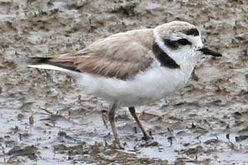 Snowy Plover Photo