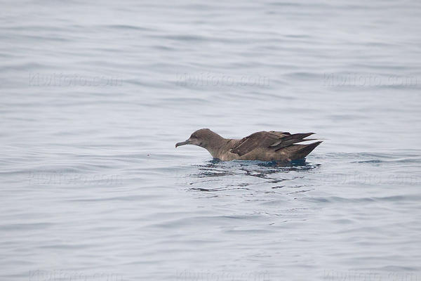 Sooty Shearwater Picture @ Kiwifoto.com