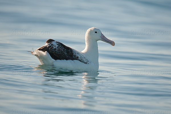Southern Royal Albatross Image @ Kiwifoto.com