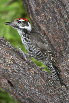 Strickland's Woodpecker Image @ Kiwifoto.com