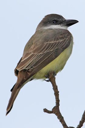 Thick-billed Kingbird Picture @ Kiwifoto.com