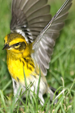 Townsend's Warbler Photo @ Kiwifoto.com