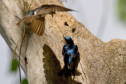 Tree Swallow Image @ Kiwifoto.com