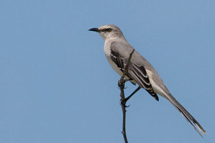 Tropical Mockingbird Picture @ Kiwifoto.com