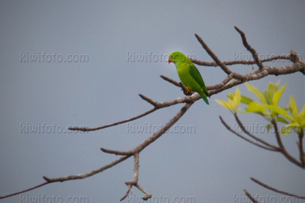 Vernal Hanging-parrot Photo @ Kiwifoto.com