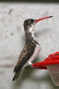Violet-crowned Hummingbird Picture