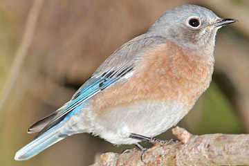 Western Bluebird Image @ Kiwifoto.com