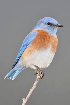 Western Bluebird Image @ Kiwifoto.com