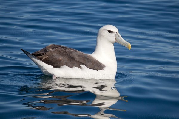 White-capped Albatross Image @ Kiwifoto.com