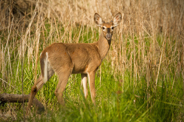 White-tailed Deer Image @ Kiwifoto.com