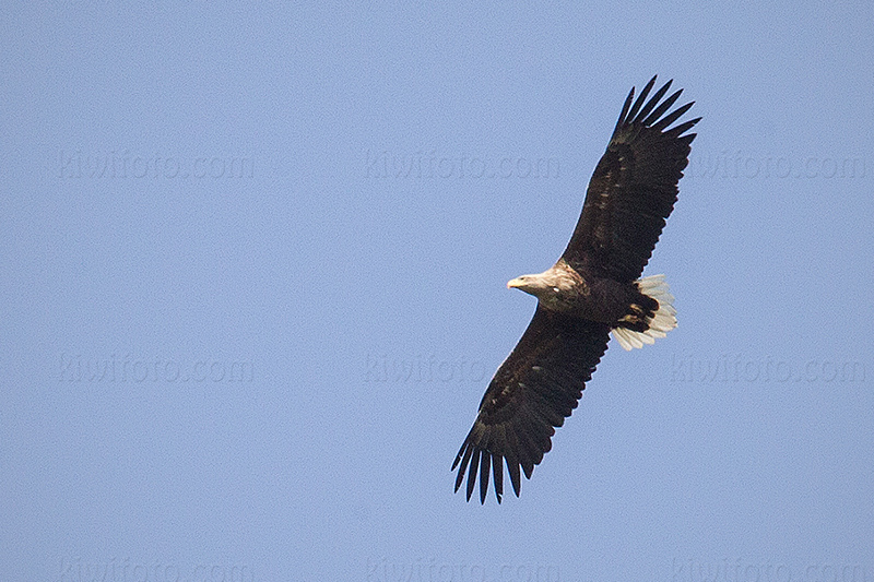 White-tailed Eagle Picture @ Kiwifoto.com