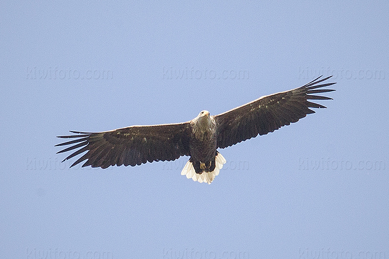 White-tailed Eagle Photo @ Kiwifoto.com