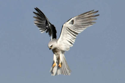 White-tailed Kite Image @ Kiwifoto.com
