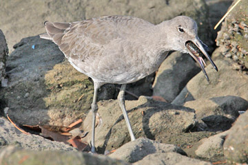 Willet Photo