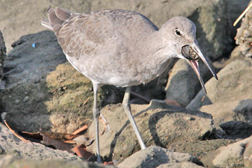 Willet Image