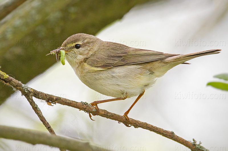 Willow Warbler Picture @ Kiwifoto.com