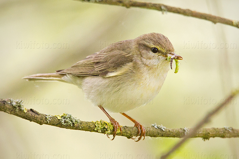Willow Warbler Picture @ Kiwifoto.com