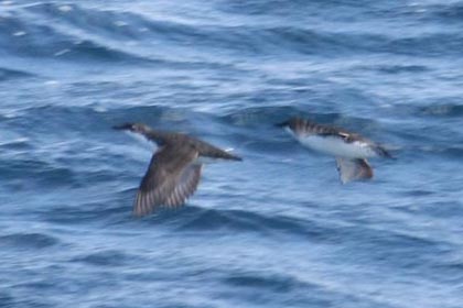 Xantus's Murrelet Photo