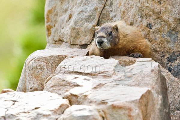 Yellow-bellied Marmot Image @ Kiwifoto.com